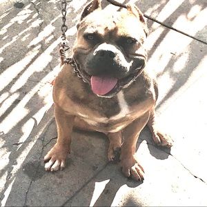 Meet your Posher, Bruno